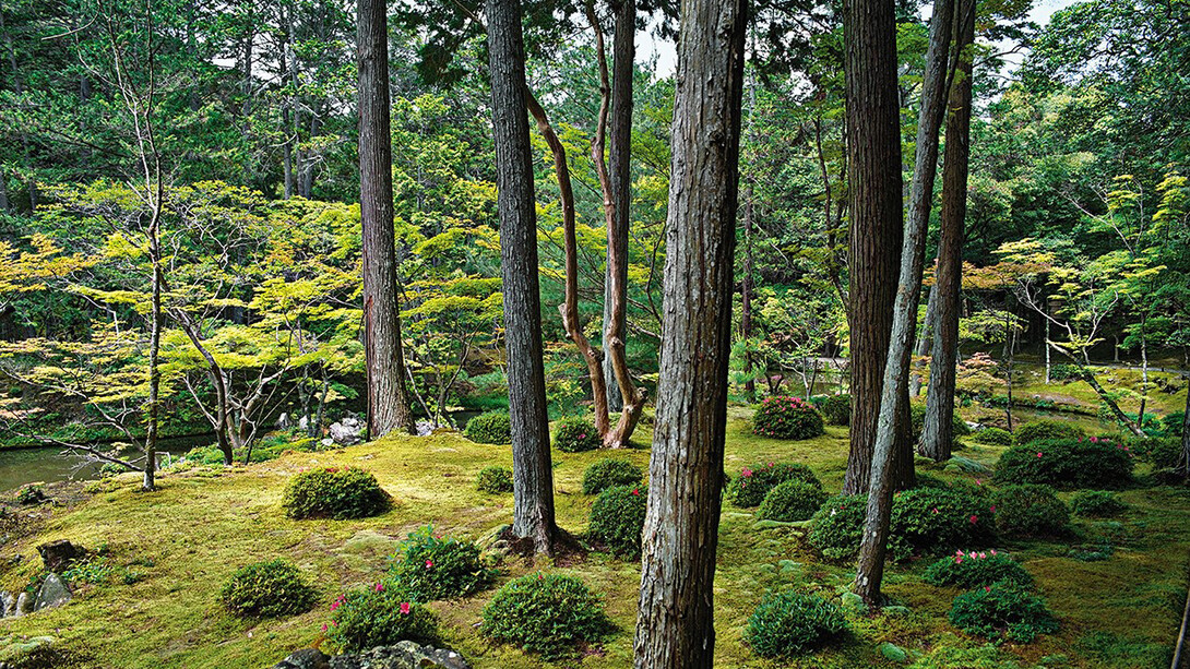 Saihō-ji 13, summer, Southwest Kyoto, 30 May 2009 (13:00–15:00). ©Jacqueline Hassink / Courtesy of Benrubi Gallery, NYC