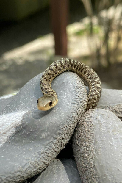 Serpente che fa capolino dalle pietre