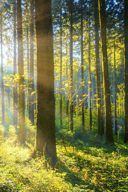 Ogni avanzamento tecnico inevitabilmente determinava l’asservimento di un frammento di mondo