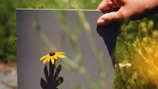 Bryan Graf, Roadside Flower (Black-Eyed Susan) 2012, 10 x 8 inches, Chromogenic Print, Edition of 7