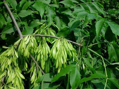 L'infuso di foglie di Frassino aiuta la diuresi