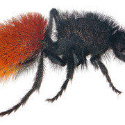 Mapping the Museum’s Collections. Courtesy of Florida Museum of Natural History