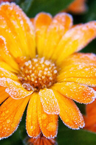 Una flor cubierta de escarcha