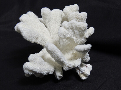 Some corals are more resistant than others