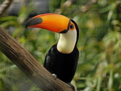 Tucán grande o tucán toco (Ramphastos toco) parte de la fauna venezolana