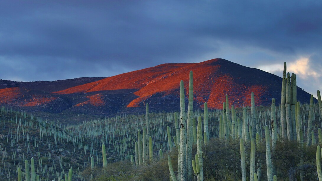 Cactus, Messico. Il cactus allucinogeno peyote nella cultura Huichol: tra sacro e profano
