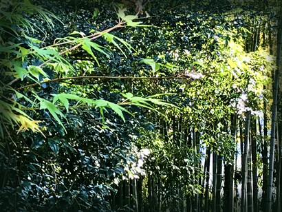 Bamboo forest © Alma Reyes