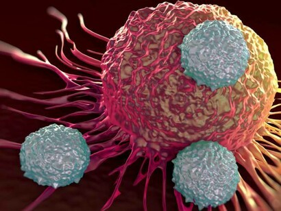 Helper T cells who are responsible for controlling immune response