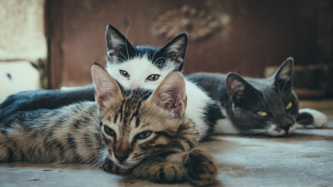 El vínculo con los gatos es algo que puede formarse con el tiempo