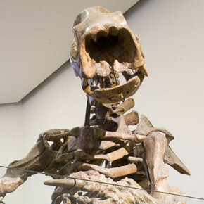 Hall of Primitive Mammals. Courtesy of American Museum of Natural History