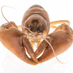 Invertebrate Zoology. Courtesy of Royal BC Museum