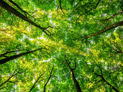 Dosel arbóreo, región de las copas de los árboles de un bosque