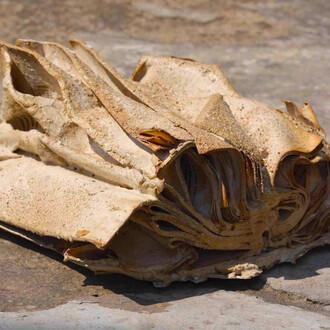 Saba Hasan, Book fossil 2, 2013. Courtesy of Kiran Nadar Museum of Art