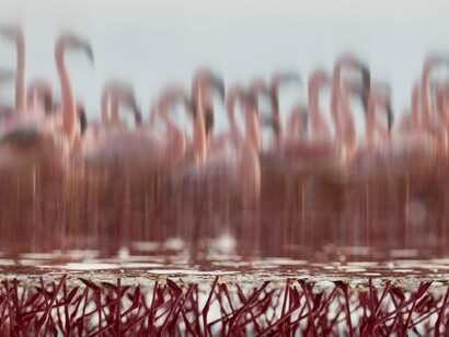 Wildlife Photographer of the Year. Courtesy of ANMM