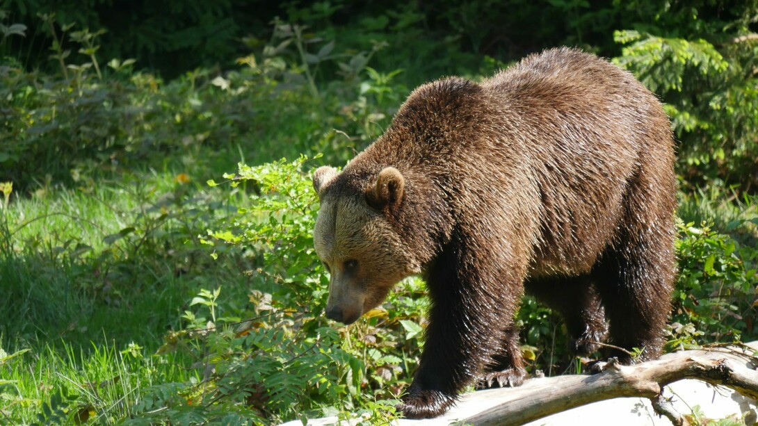 Orso bruno