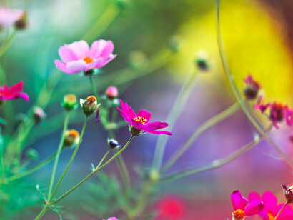 A personal renaissance