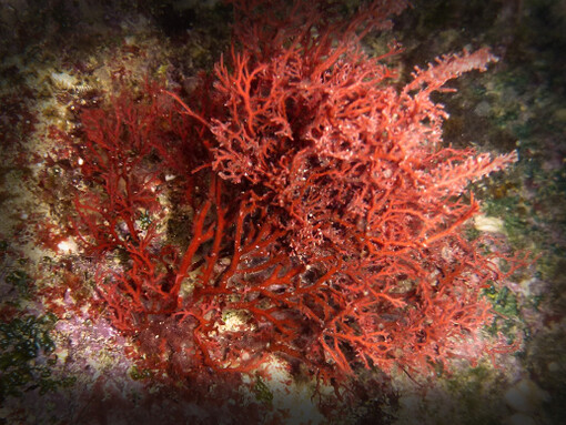 Gracilaria, género de algas rojas (Rhodophyta) 