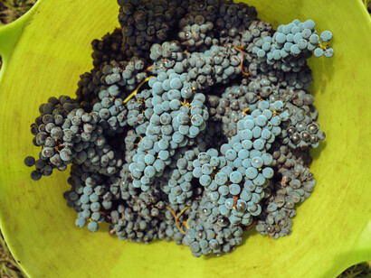 Grappoli di uva appena colti