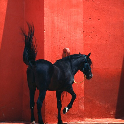 Herbert Ypma, Conquistador
