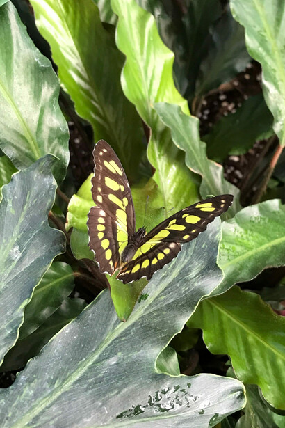 Butterflies in flight, exhibition view. Courtesy of the Canadian Museum of Nature