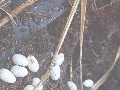 La deuda pública de los EEUU pasó la barra de 34 billones de dólares. Este monto supera el 120% del PIB yanqui. Huevos de elizón sobre un hábitat de hierba de amor variable, Haití