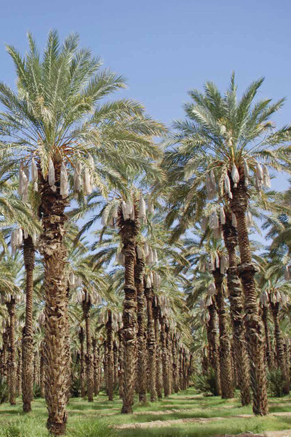 Elevate your agricultural practices for nutritious food production by incorporating Mejhool date palm cultivation