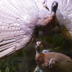 The Malaysian fauna. Courtesy of Grigore Antipa National Museum of Natural History