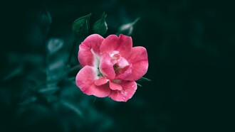 Il viaggio verso l'estasi è un ritorno a sé, un cammino che si compie lasciando andare la ricerca e abbracciando l'essere