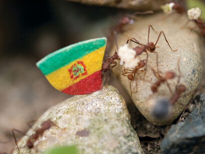 Fotograma de «Coexistencia», de Donna Conlon