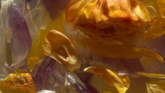 La aromaterapia trabaja con aceites esenciales de las plantas para mejorar la calidad de vida