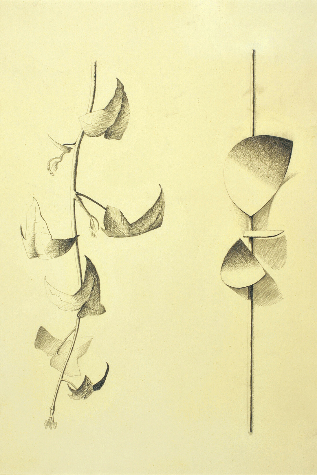 Robert Adams, Drawing of Curved Forms with a tendril of ivy, opus 113 1960, pencil on paper, 15 3/8 x 11 in/39 x 28 cm