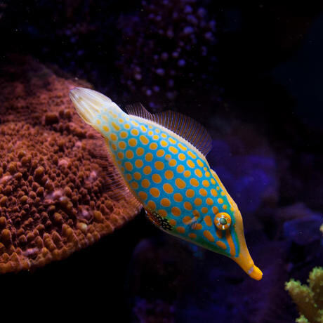 Animal Attraction. Courtesy of California Academy of Sciences