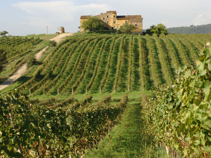 Chianti vineyards
