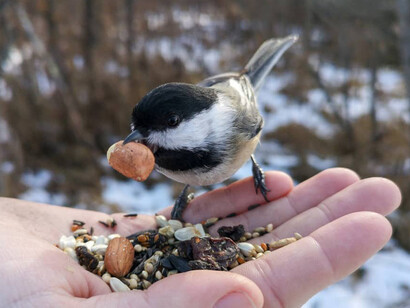 Wildlife Photographer of the year. Courtesy of ROM
