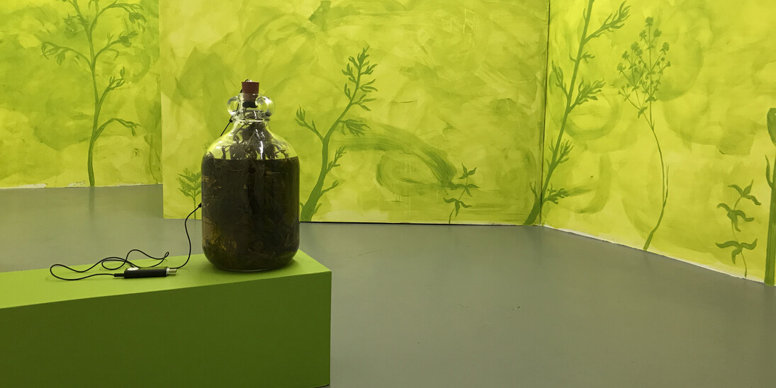 Traddutore, Traditore (a new translation) 2014-7 First maceration of absinthe with glass demijohn, vodka, grand wormwood, green anise, sweet fennel, coriander seed, lemon verbena, star anise, hyssop, fennel seed, sage, altered rubber bung with headphone speakers, mp3 player and recording of Skeeter Davis' 'The End of The World'.