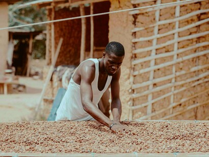 A farmer managing the drying process, reflecting decades of structural dependence on cash crops
