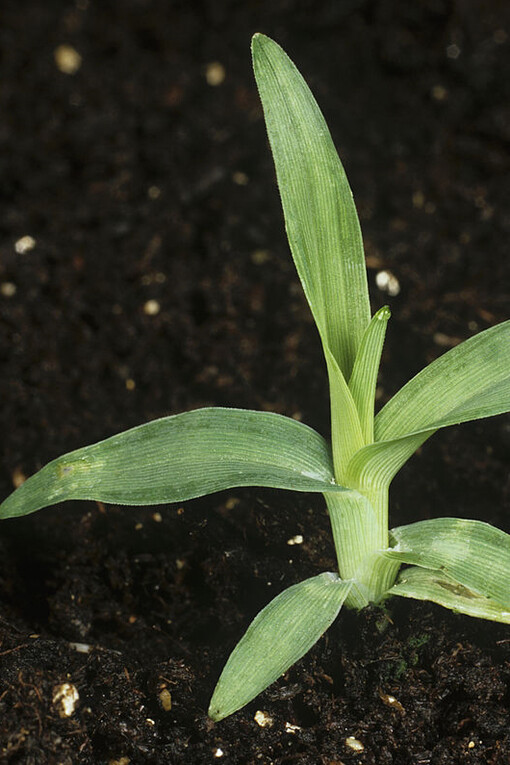 Many herbal practitioners drink paragis tea to cure asthma