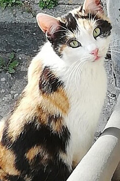 Los gatos no ocupan el lugar: lo recorren. Se mueven entre las casas, se detienen en los umbrales, observan. Son, de algún modo, la continuidad más visible. El borgo viejo de Sipicciano, Italia