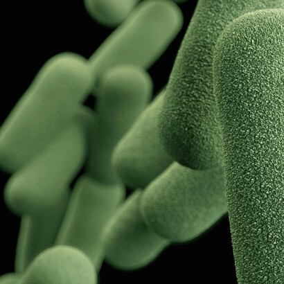 La proliferazione di microrganismi patogeni nei mari è un campanello d'allarme per la salute globale