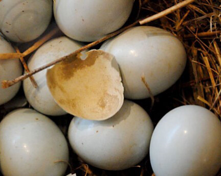 Creatures. Courtesy of Montshire Museum of Science