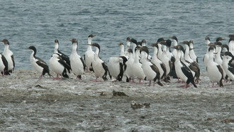 Argentina penisola Valdez, i  pinguini di Magellano