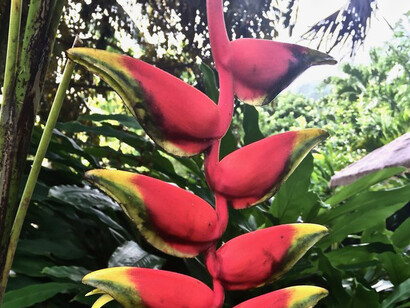Una pianta di Heliconia,  nel giardino botanico del ristorante e caffè Maire Nui. Ph Micaela Zucconi