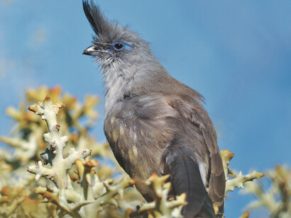 Verraux's Coua © Lousie Jasper