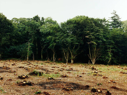 Into the Woods. Courtesy of Victoria and Albert Museum