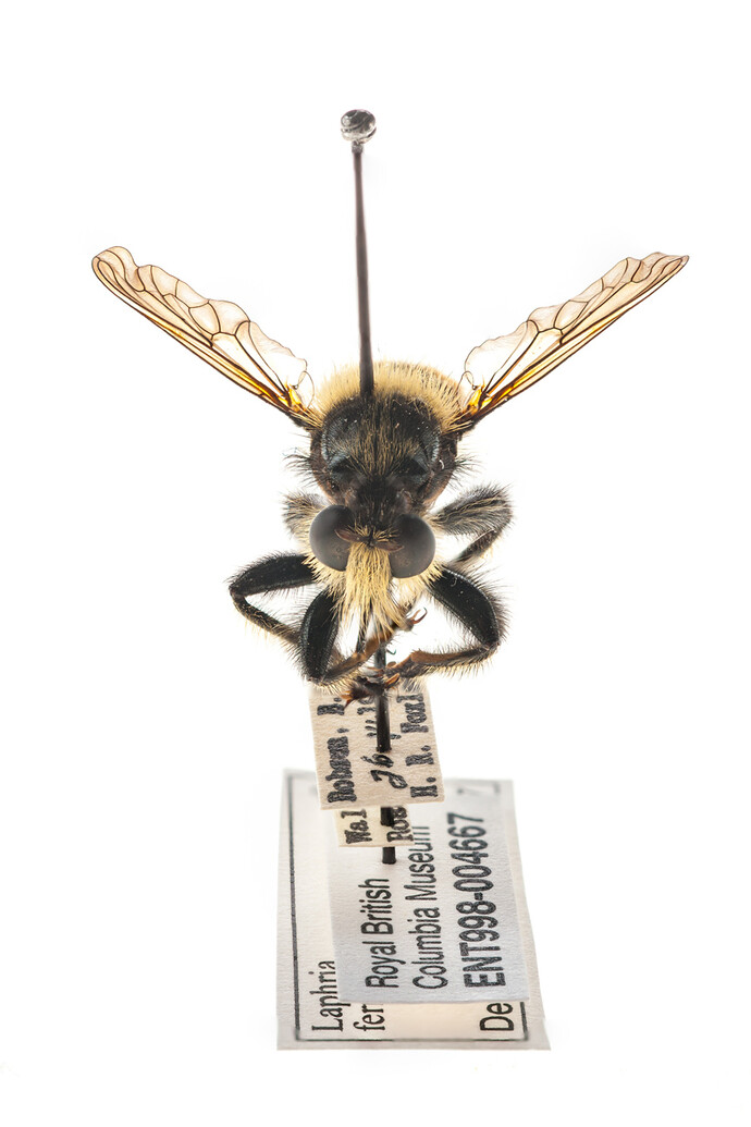 Entomology. Courtesy of Royal BC Museum