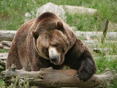 The bear uses a log from a tree as practice for when he meets Putin