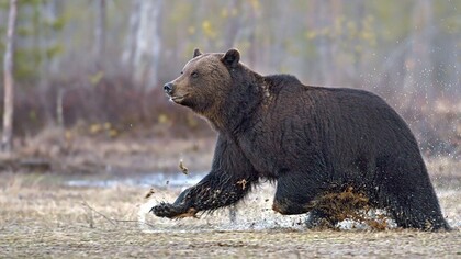 The bears lesson