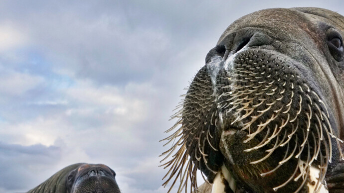 Wildlife Photographer of the Year. Courtesy of ROM