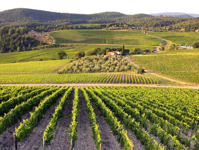 Chianti vineyards