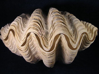 The giant clam. Courtesy of Grigore Antipa National Museum of Natural History

